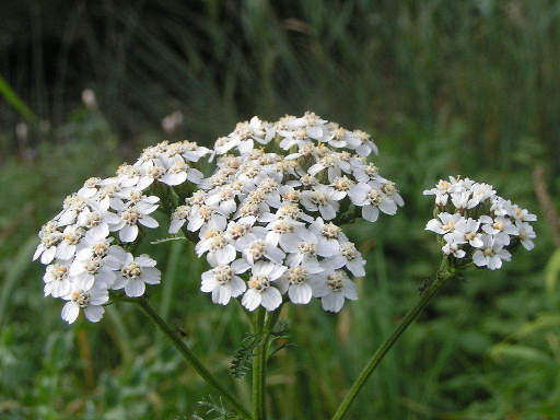 Achillea millefolium